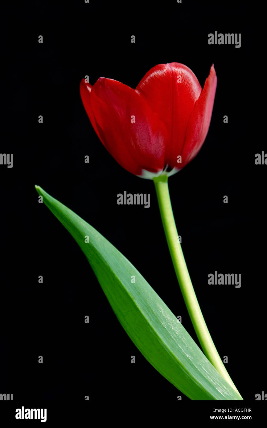 Red tulip flower contro uno sfondo nero Foto Stock