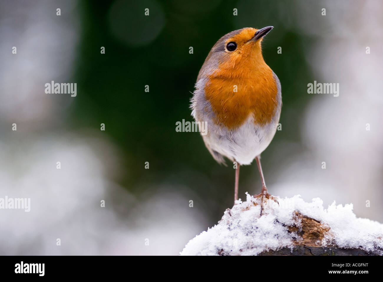 Pettirosso su una tavola di legno ceppo di albero nella neve in un giardino inglese Foto Stock