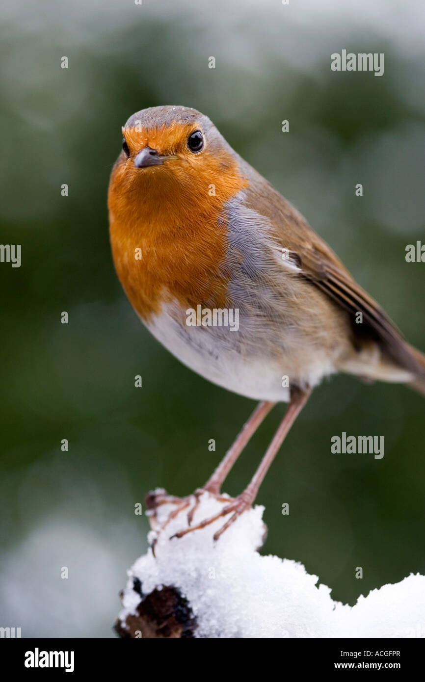 Pettirosso Su Una Tavola Di Legno Ceppo Di Albero Nella Neve In Un Giardino Inglese Foto Stock Alamy