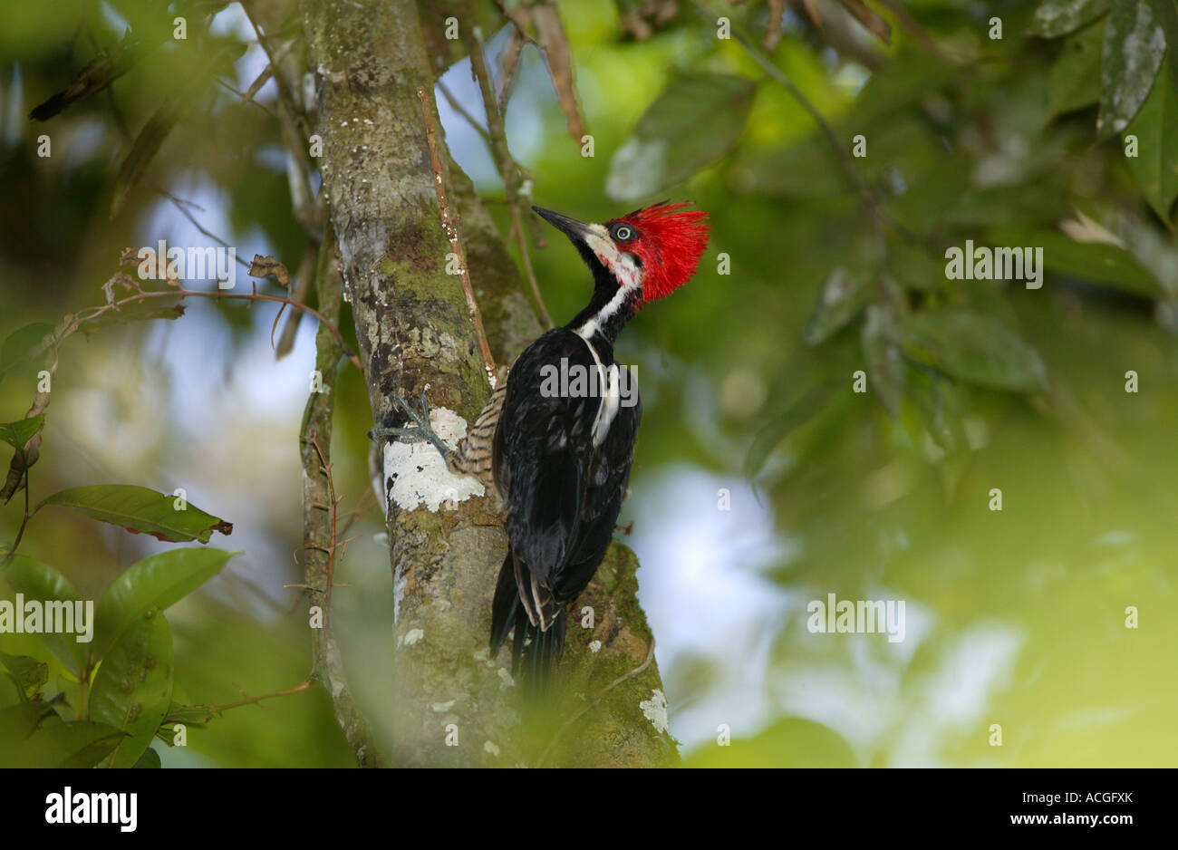 Picchio crisone-crestato, Campephilus melanoleucos, nella riserva naturale di Burbayar, Repubblica di Panama. Foto Stock