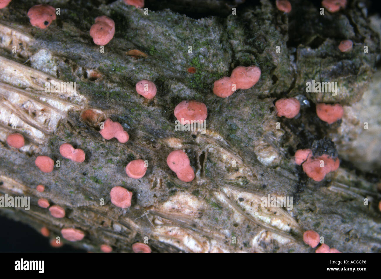 Coral Spot Nectria cinnabarina corpi fruttiferi su legno morto di tree Lavatera malva spp Foto Stock