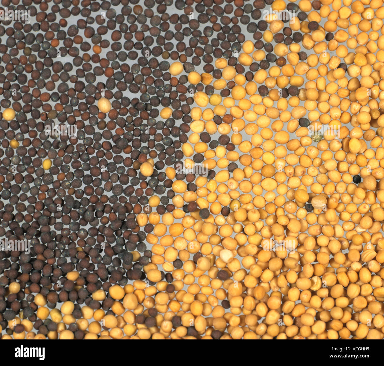 Di colore giallo o marrone e nero di semi di senape Foto Stock