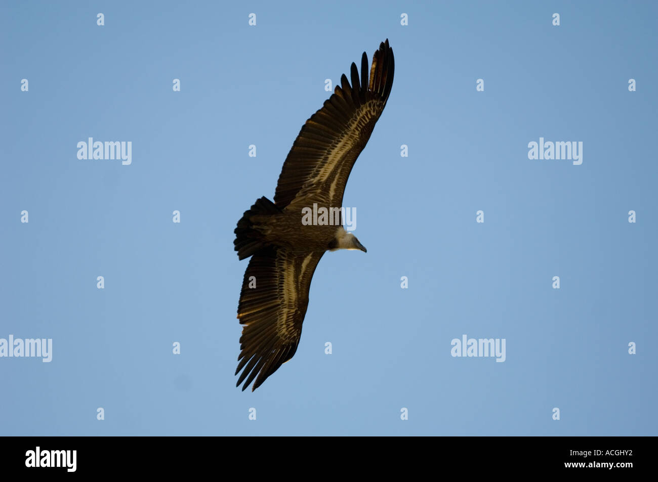 Griffin avvoltoi su Casares village. Andalusia Spagna Foto Stock