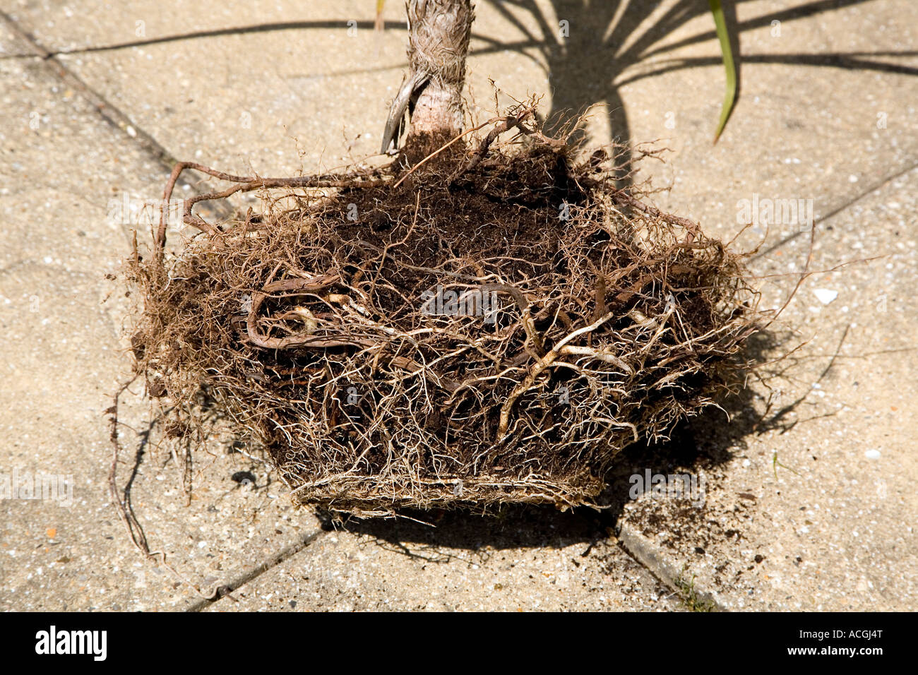 Sfera di radice di una pentola legato yucca pianta Foto Stock