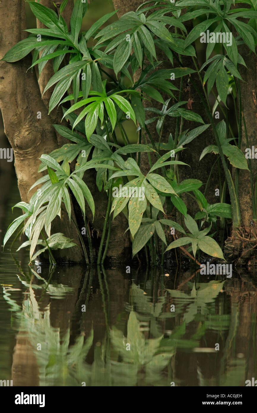 Le foglie e i riflessi sul fiume Kinagatangan Sabah Borneo Malese Foto Stock