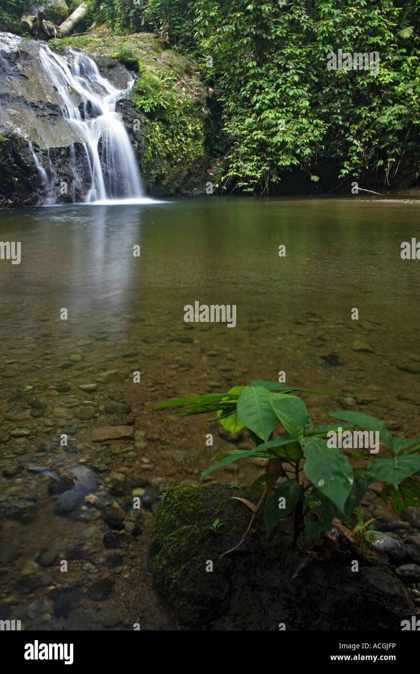 Cascata di foresta di Danum Valley Borneo Sabah, Malesia Foto Stock