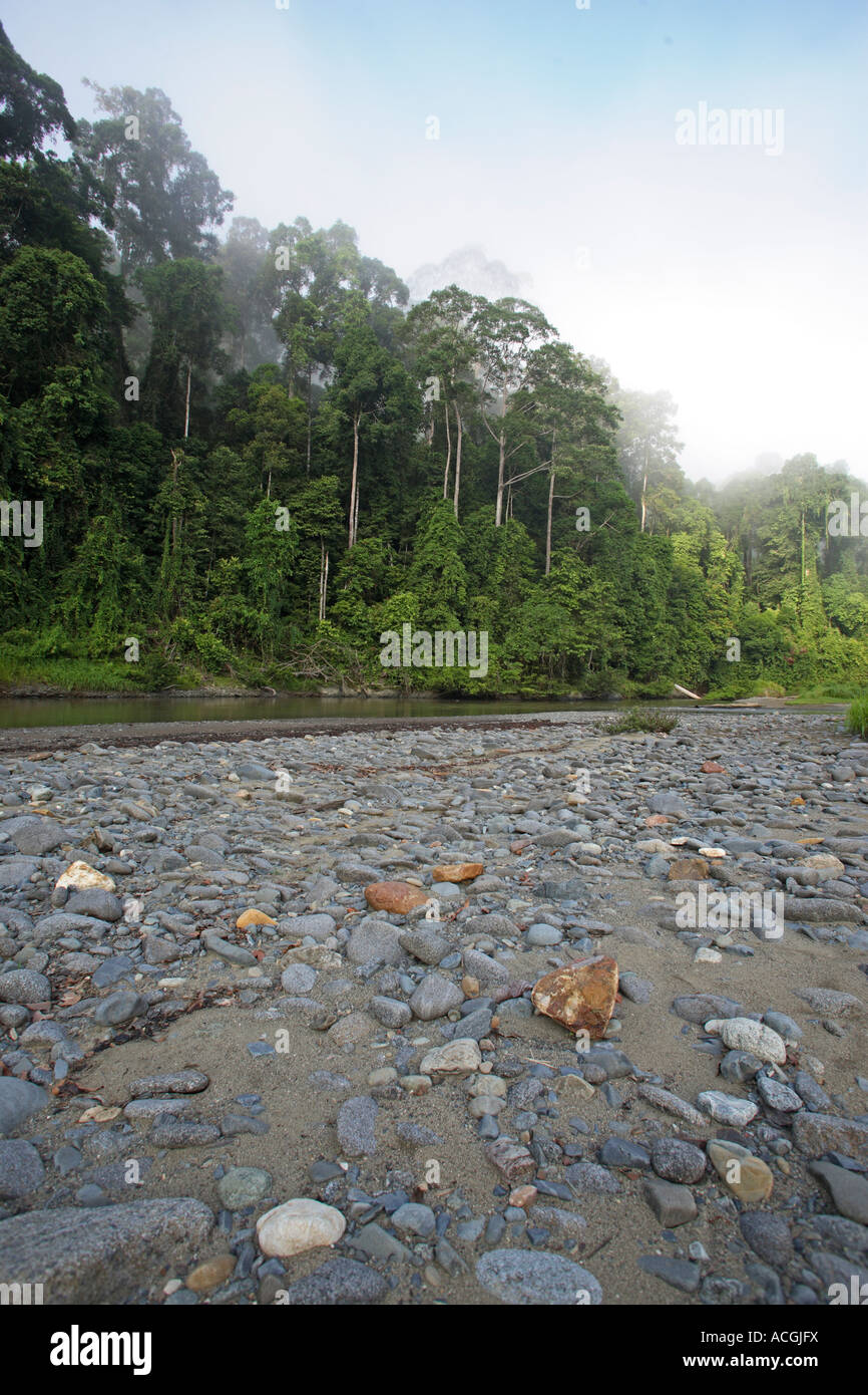 Danum Valley Sabah Borneo Malese Foto Stock