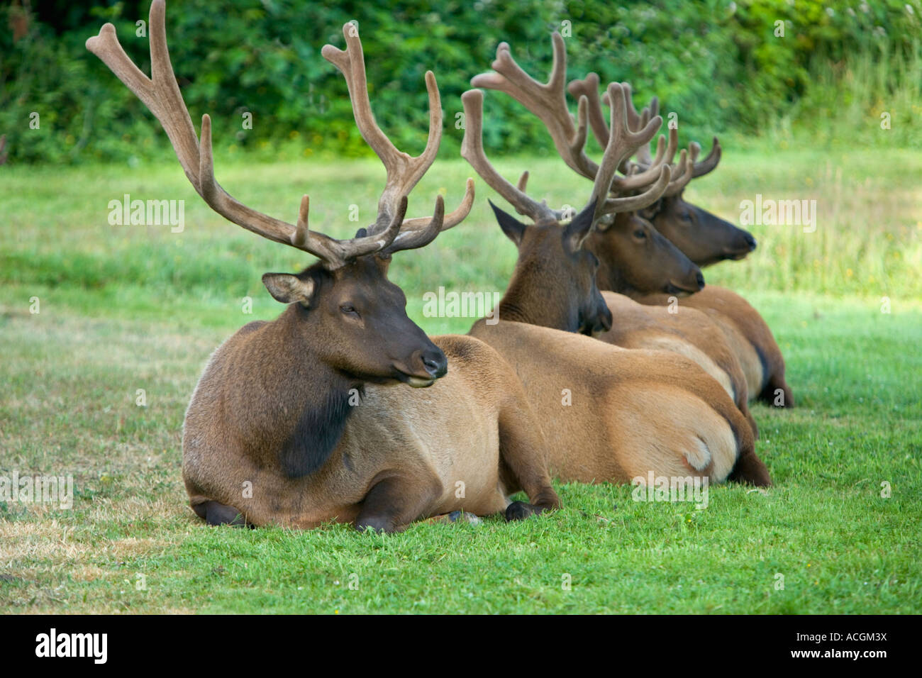 Bull Elks 'Roosevelt' in velluto, Prairie Creek state Park. Foto Stock