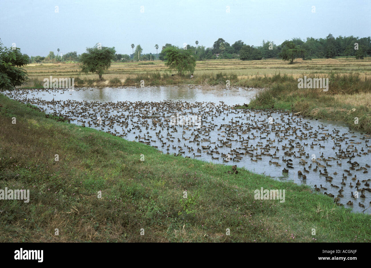 Fattoria di anatra e laghetto vicino a Chiang Mai in Thailandia Foto Stock