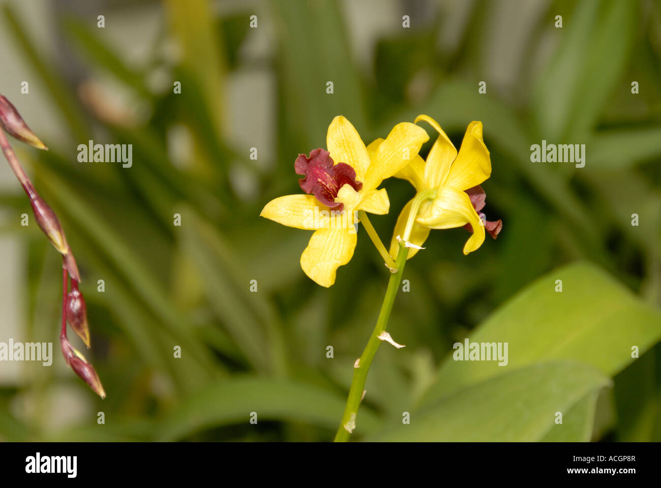 Orchidea gialla Foto Stock