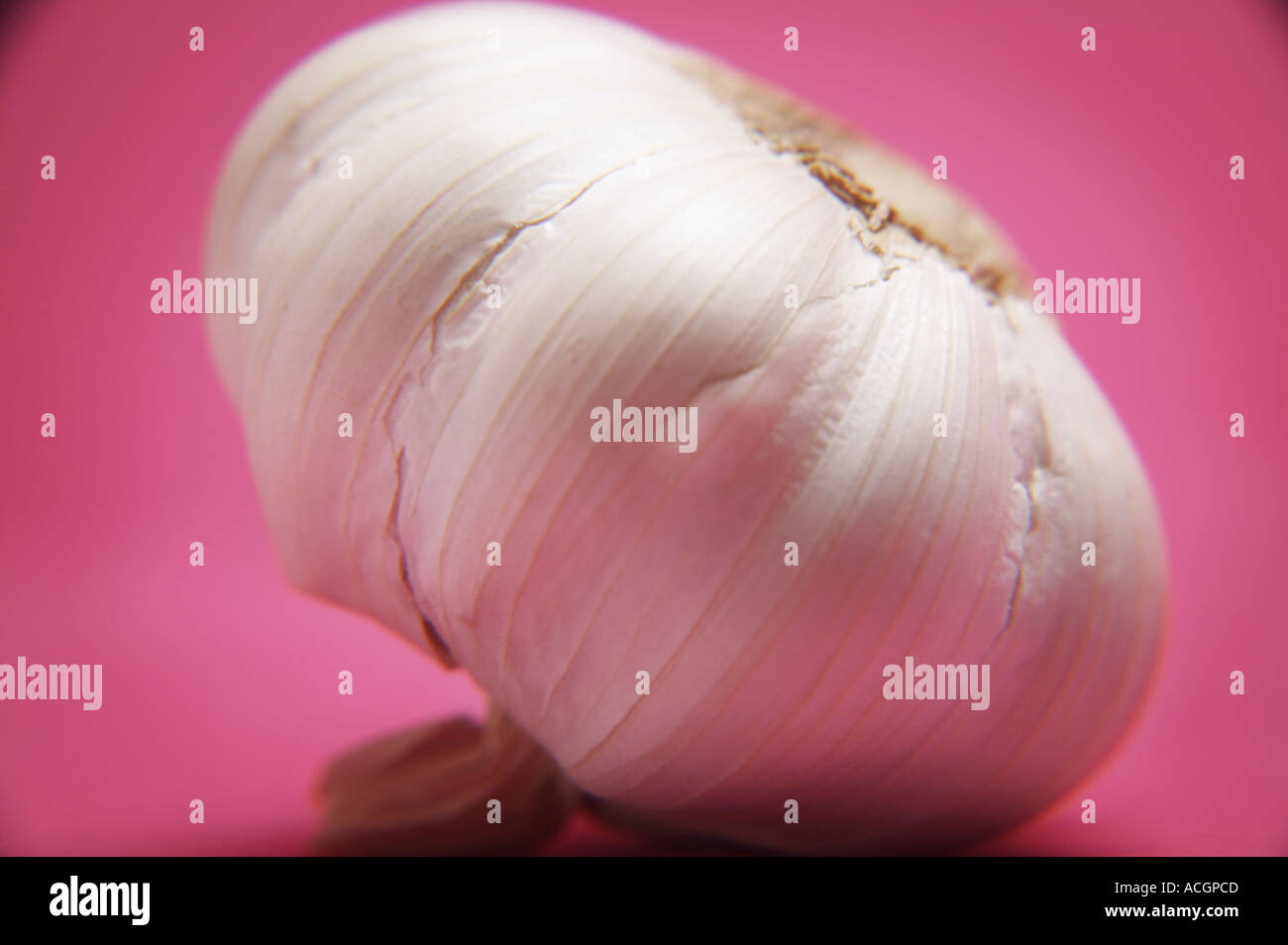 testa d'aglio Foto Stock