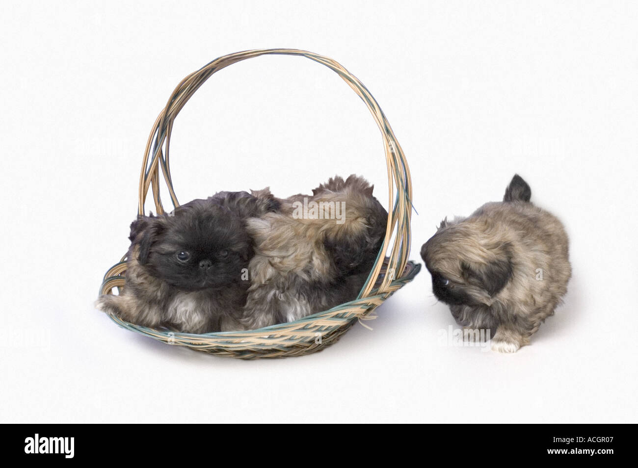 Pekingese cuccioli in basket Foto Stock