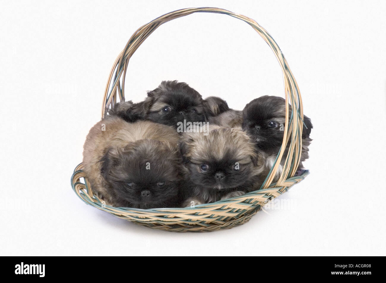 Pekingese cuccioli in basket Foto Stock