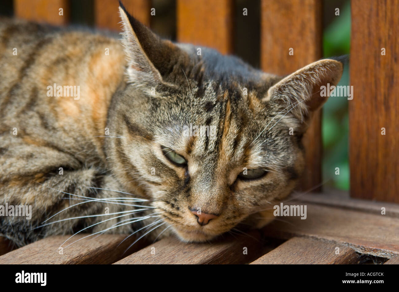 Gatto dorme sul banco di lavoro Foto Stock