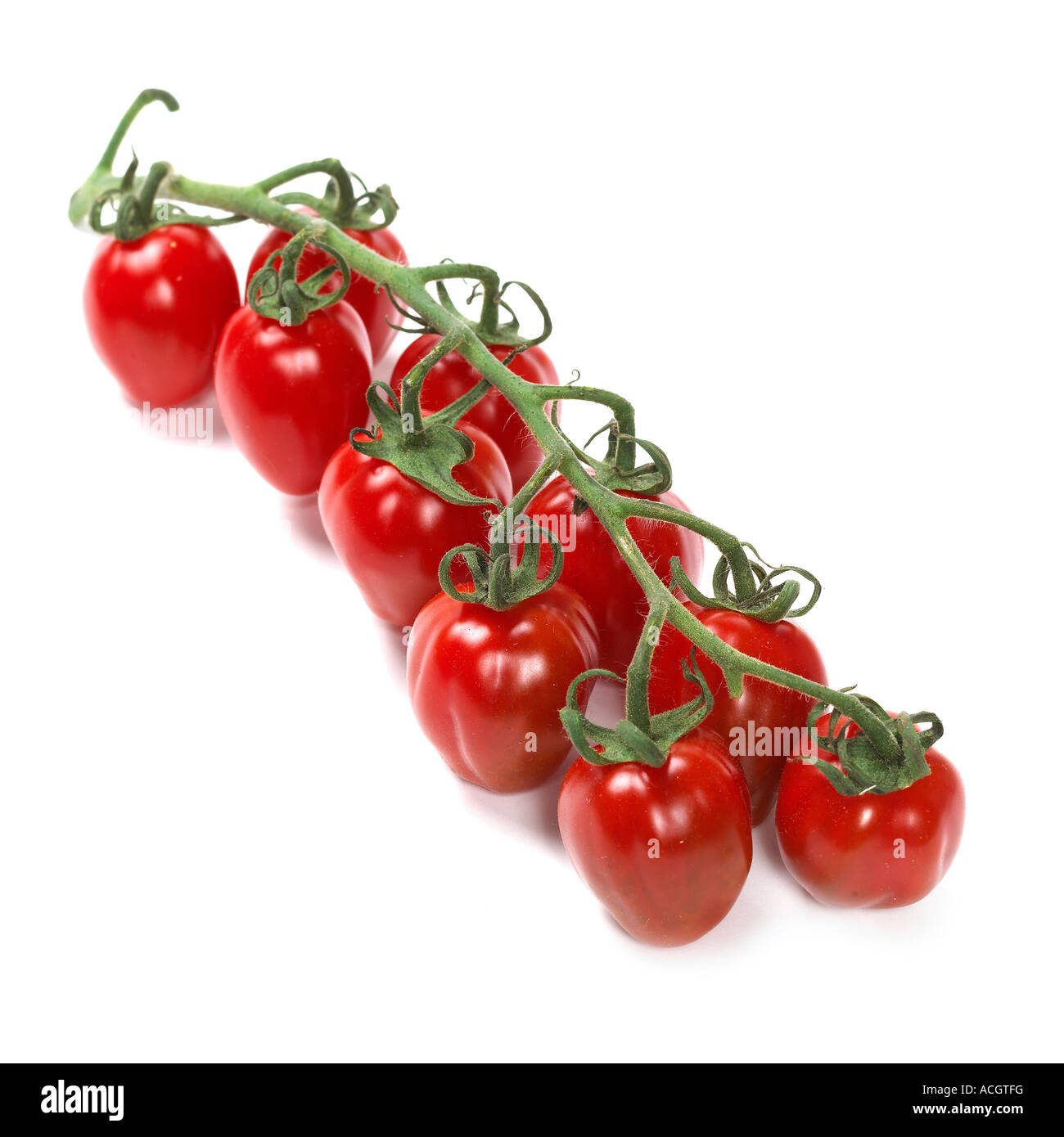 Fresche e mature rosso succosi pomodorini ciliegia sulla vite su uno sfondo bianco Foto Stock