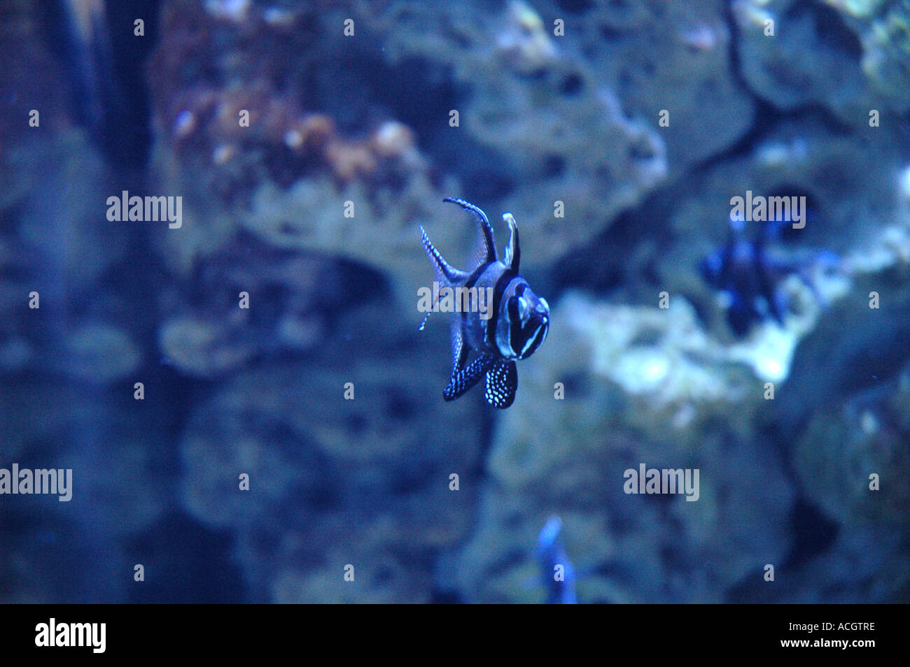 Pesce tropicale nel serbatoio Foto Stock