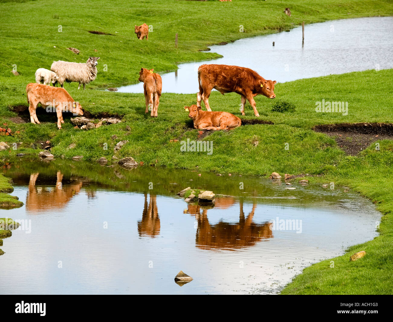 I giovani vitelli e pecore in un campo vicino a Seaton Carew, Cleveland UK con riflessioni in una piscina di acqua. Foto Stock