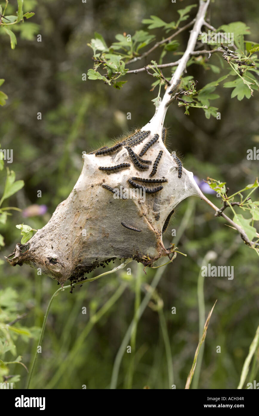 Nido di bruchi, Drôme provenzale, Francia Foto Stock