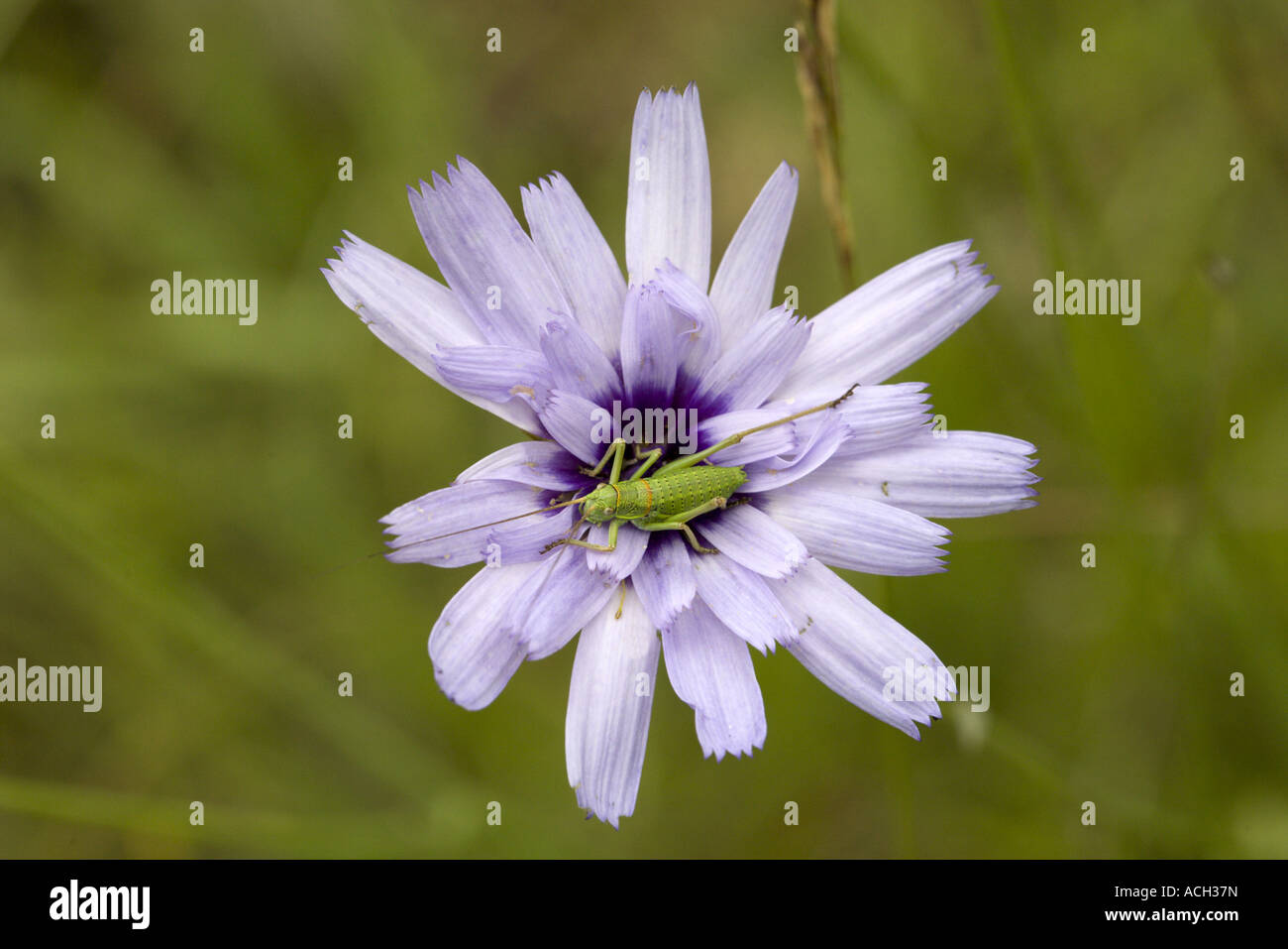 In prossimità di una cavalletta su un fiore Cupidone, Drôme provenzale, Francia Foto Stock