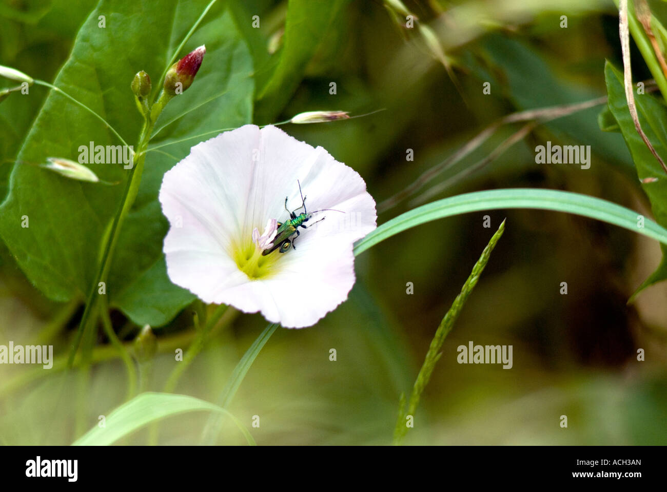 Hedge Centinodia Calystegia Convolvulus sepium Foto Stock