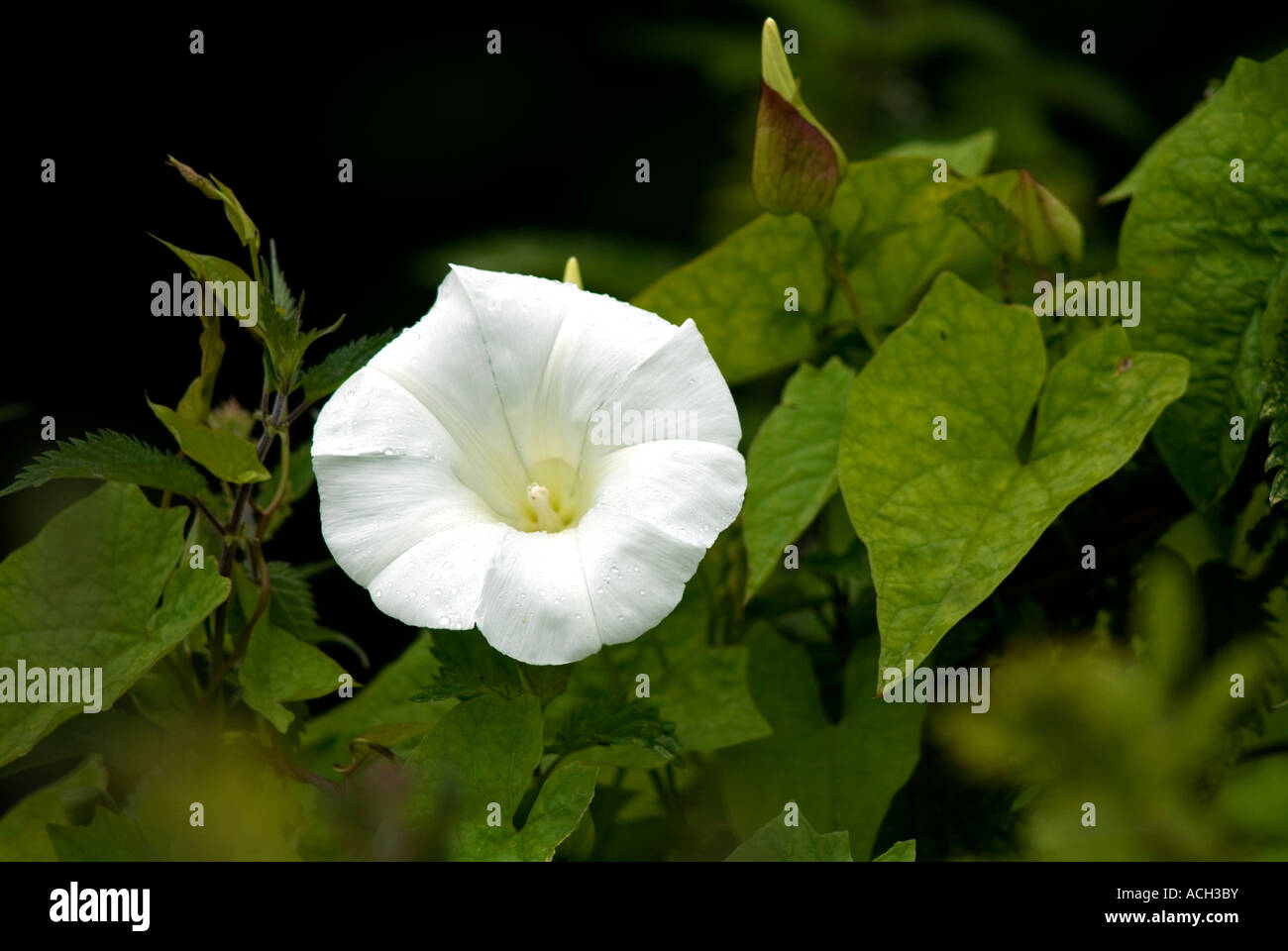 Hedge Centinodia Calystegia Convolvulus sepium Foto Stock