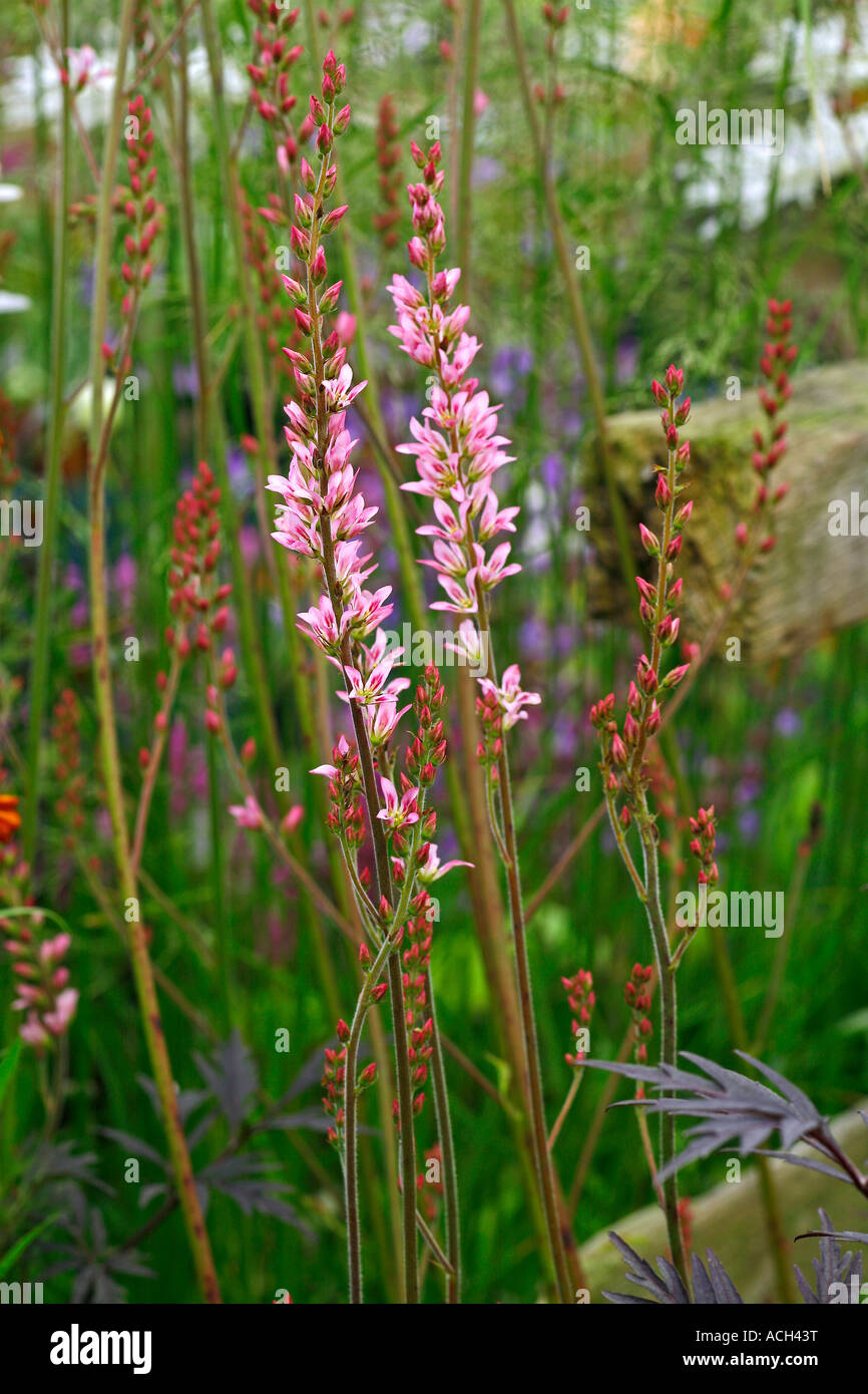 FRANCOA SONCHIFOLIA, ghirlanda nuziale Foto Stock