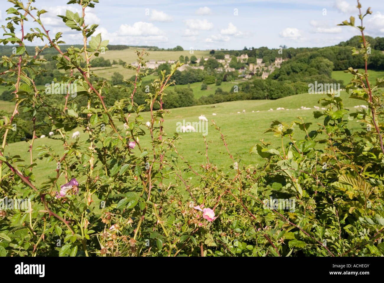 La rosa canina che cresce in una siepe di fronte al villaggio Costwold di Snowshill, Gloucestershire Foto Stock