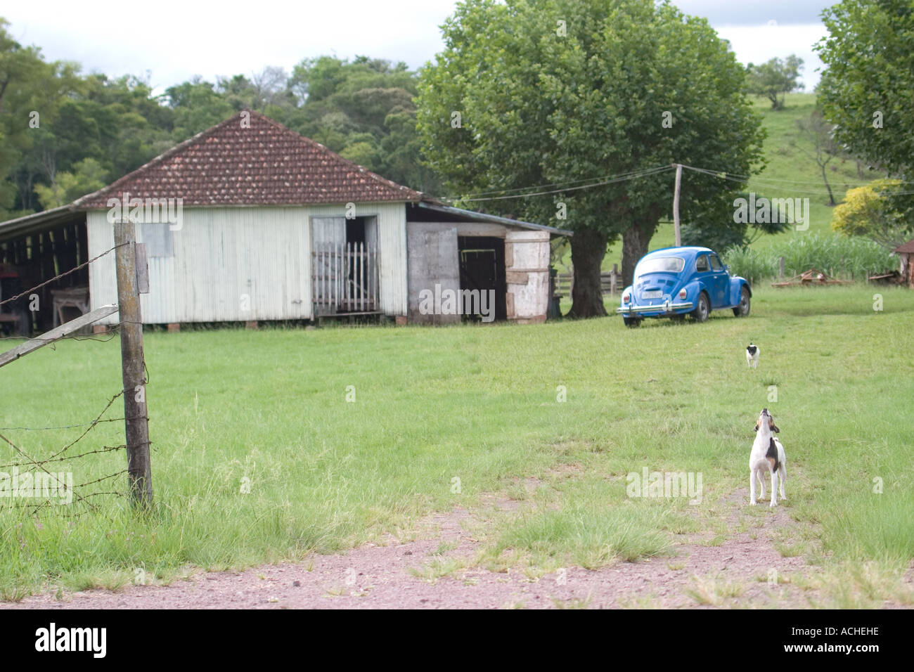 Brasiliano rurale agriturismo con un piccolo cane che abbaia e blu volkswagen beatle Foto Stock