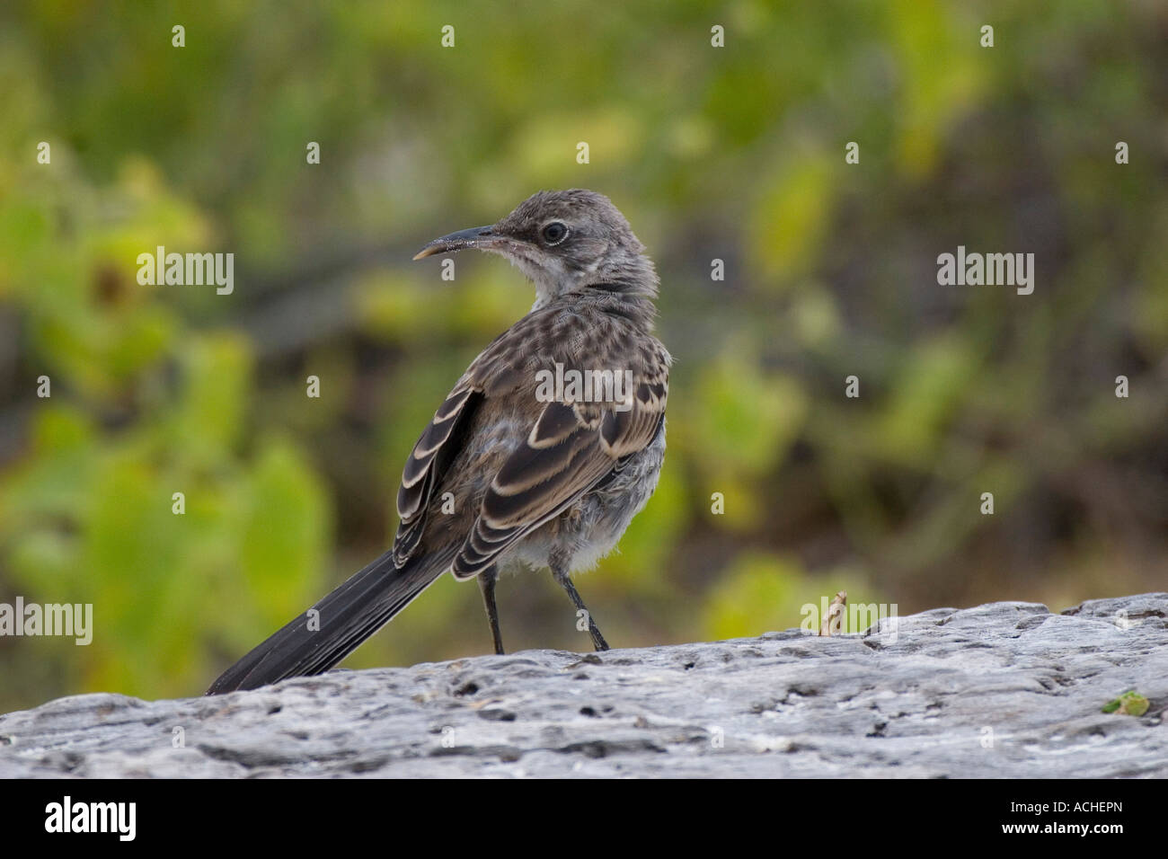 Il cofano Mockingbird fotografato all'Isola Espanola Galápagos Foto Stock