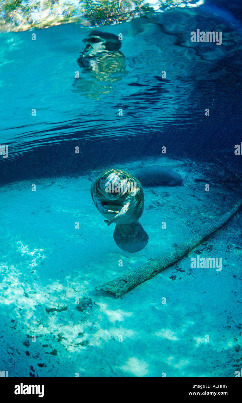 West Indian vitello Manatee Trichechus manatus latirostris USA Florida FL Crystal River Foto Stock