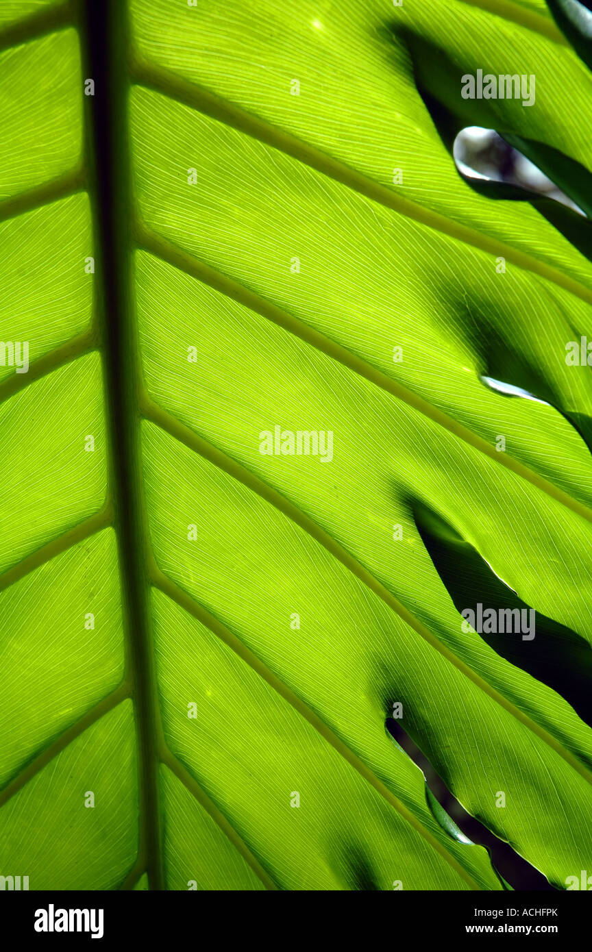 Dettaglio di tropicale Monstera deliciosa foglie Foto Stock