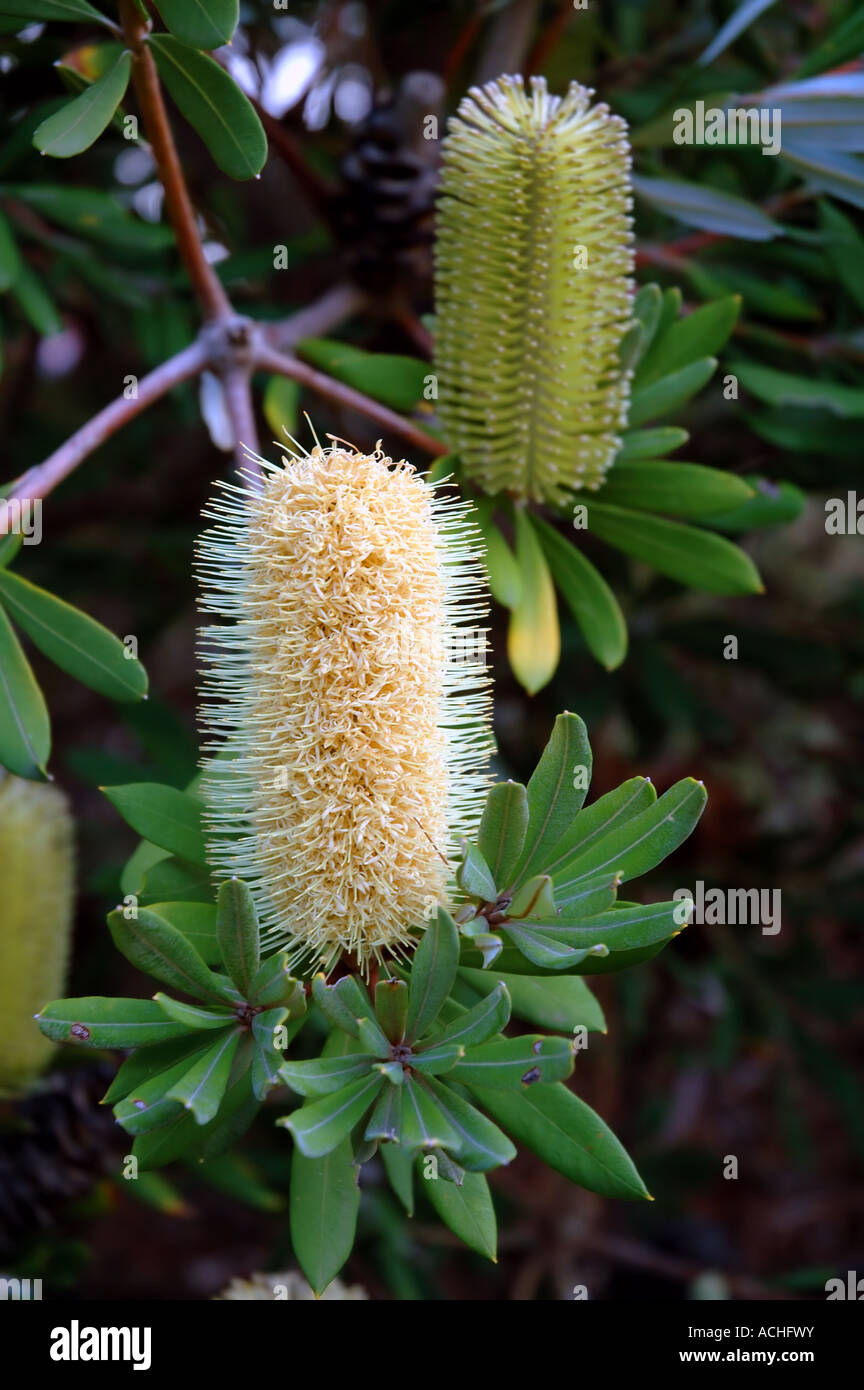 Australiano di fioritura delle piante native Banksia integrifolia arbusto di forma che si trova in Victoria e New South Wales Foto Stock