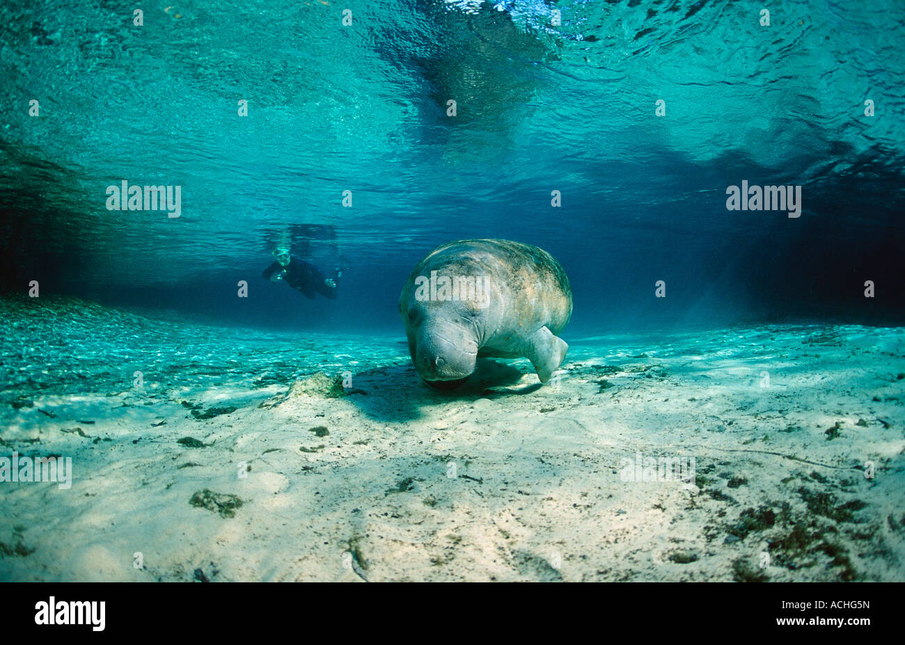 West Indian lamantino Trichechus manatus latirostris USA Florida FL Crystal River Foto Stock