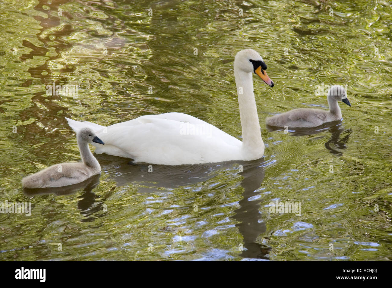 Swan e cygnets sul fiume Ock a Abingdon 1 Foto Stock