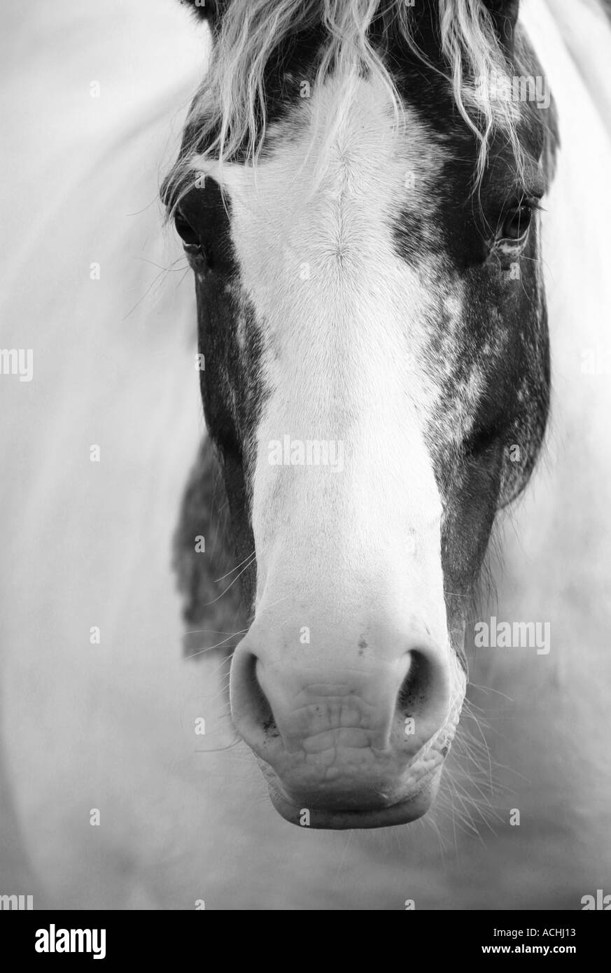 Testa sul ritratto di un bianco e nero pony fife Scozia 2005 Foto Stock