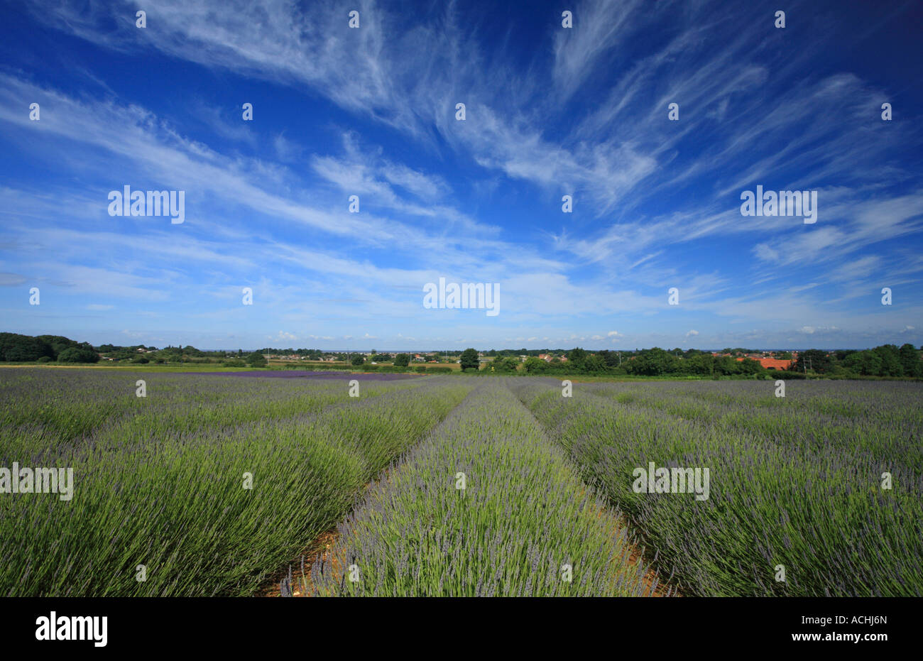 Vista lungo filari di piante di lavanda cresce a Heacham, Norfolk, Inghilterra sotto un cielo blu. Foto Stock