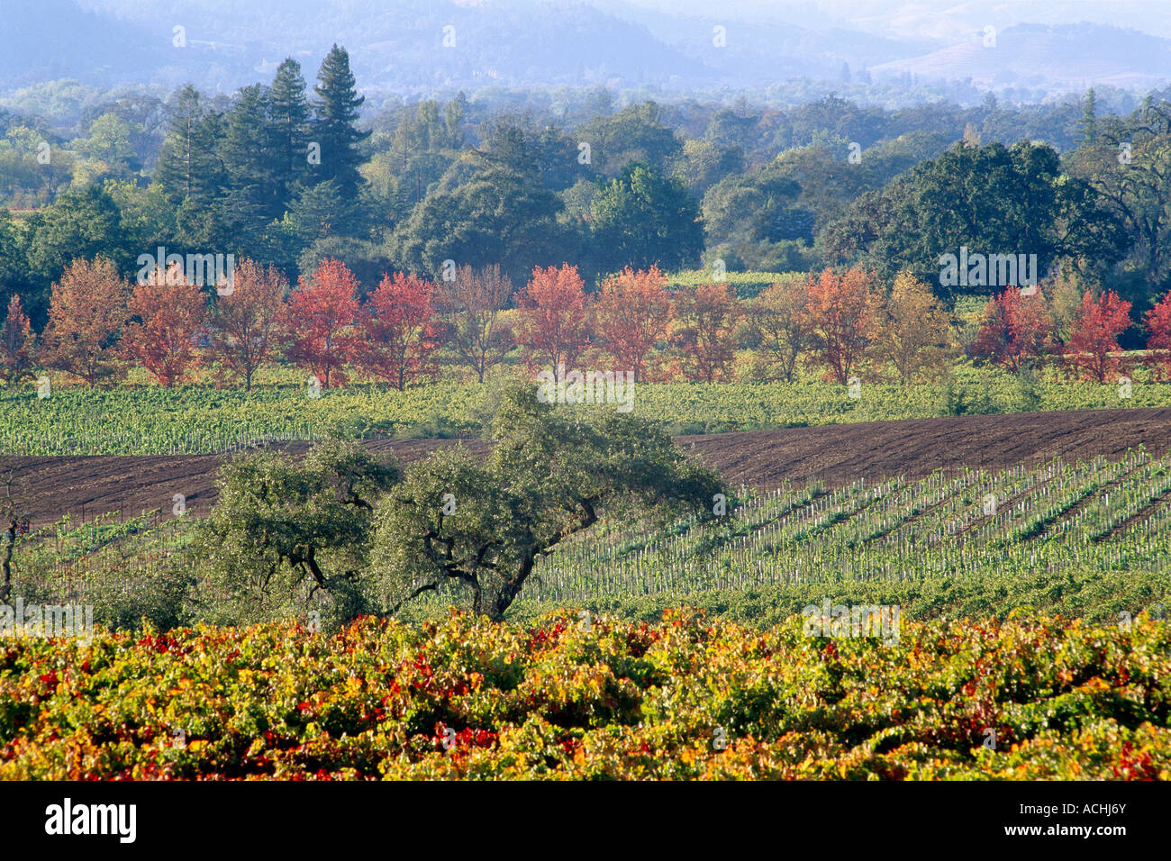 Alexander Valley vista del paese del vino dei vigneti in autunno i colori che mostra gli ulivi e la montagna di alberi sempreverdi orizzontale Foto Stock