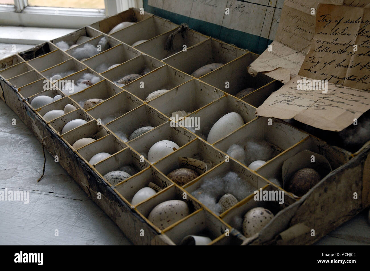 Raccolta delle uova di volatili Foto Stock