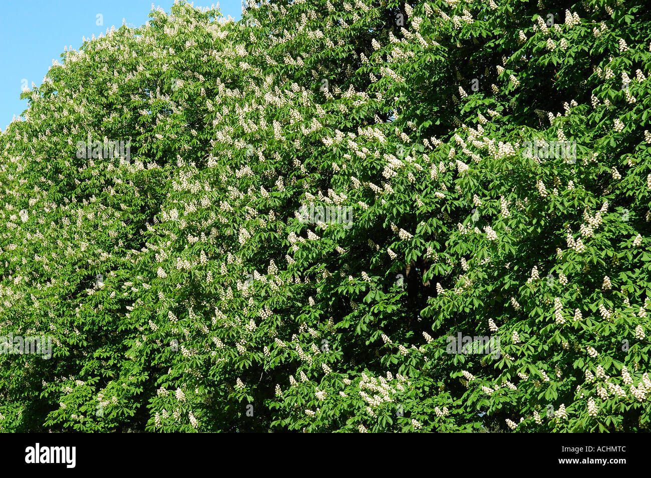 Fioritura ippocastano Aesculus hippocastanum Foto Stock