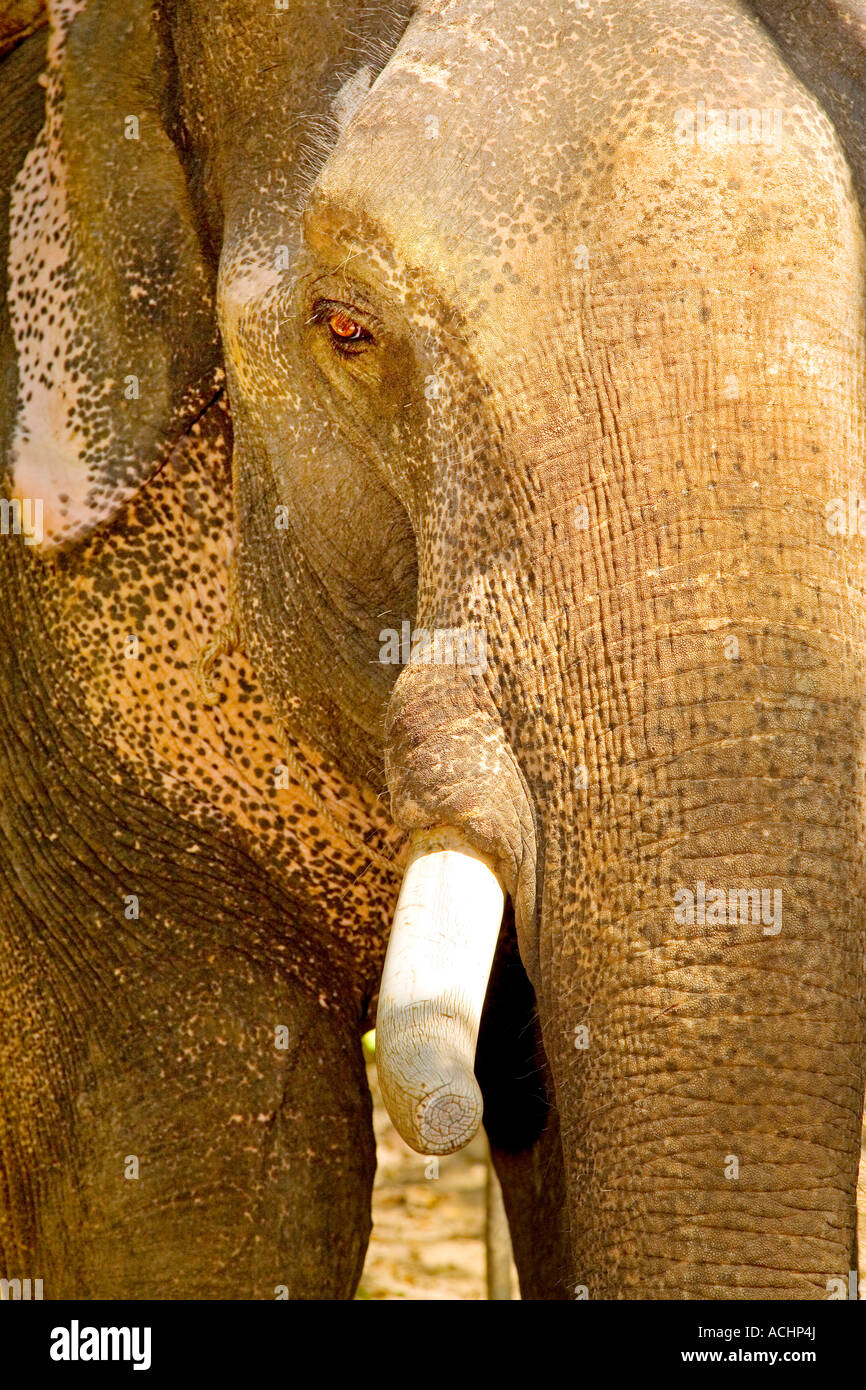 Asian (indiano) Elefante Bull (captive - lavorare) su , KOH (Ko) Lanta, Thailandia Foto Stock