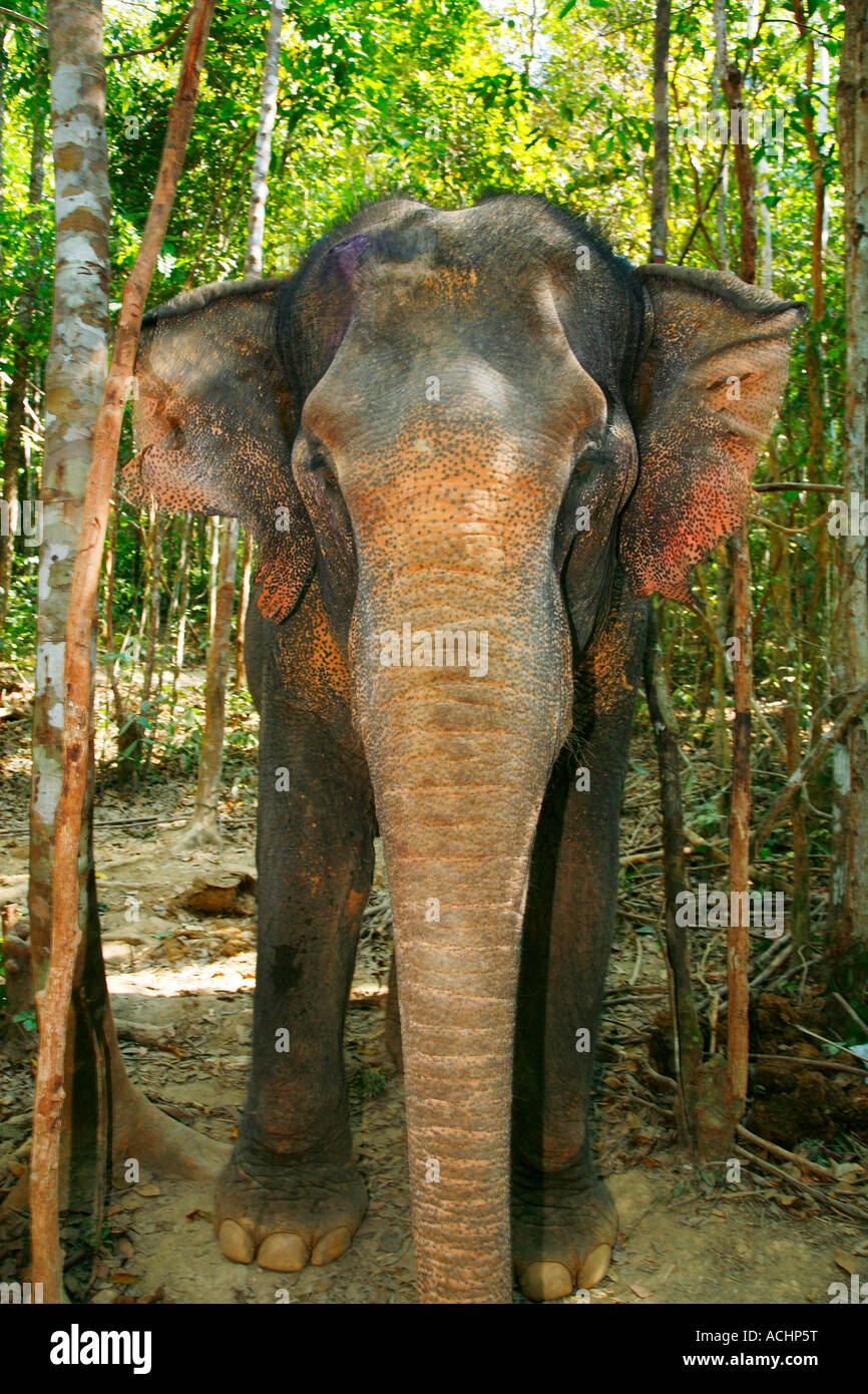 Asian (indiano) Elefante Bull (captive - lavorare) su , KOH (Ko) Lanta, Thailandia Foto Stock