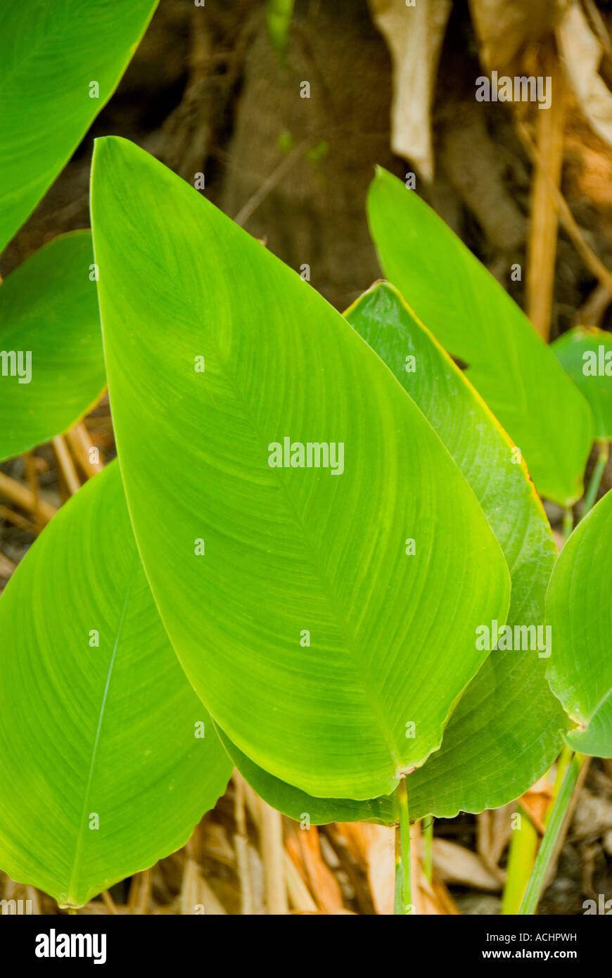 Bandiera del coccodrillo di piante acquatiche florida natura botanica flora Foto Stock