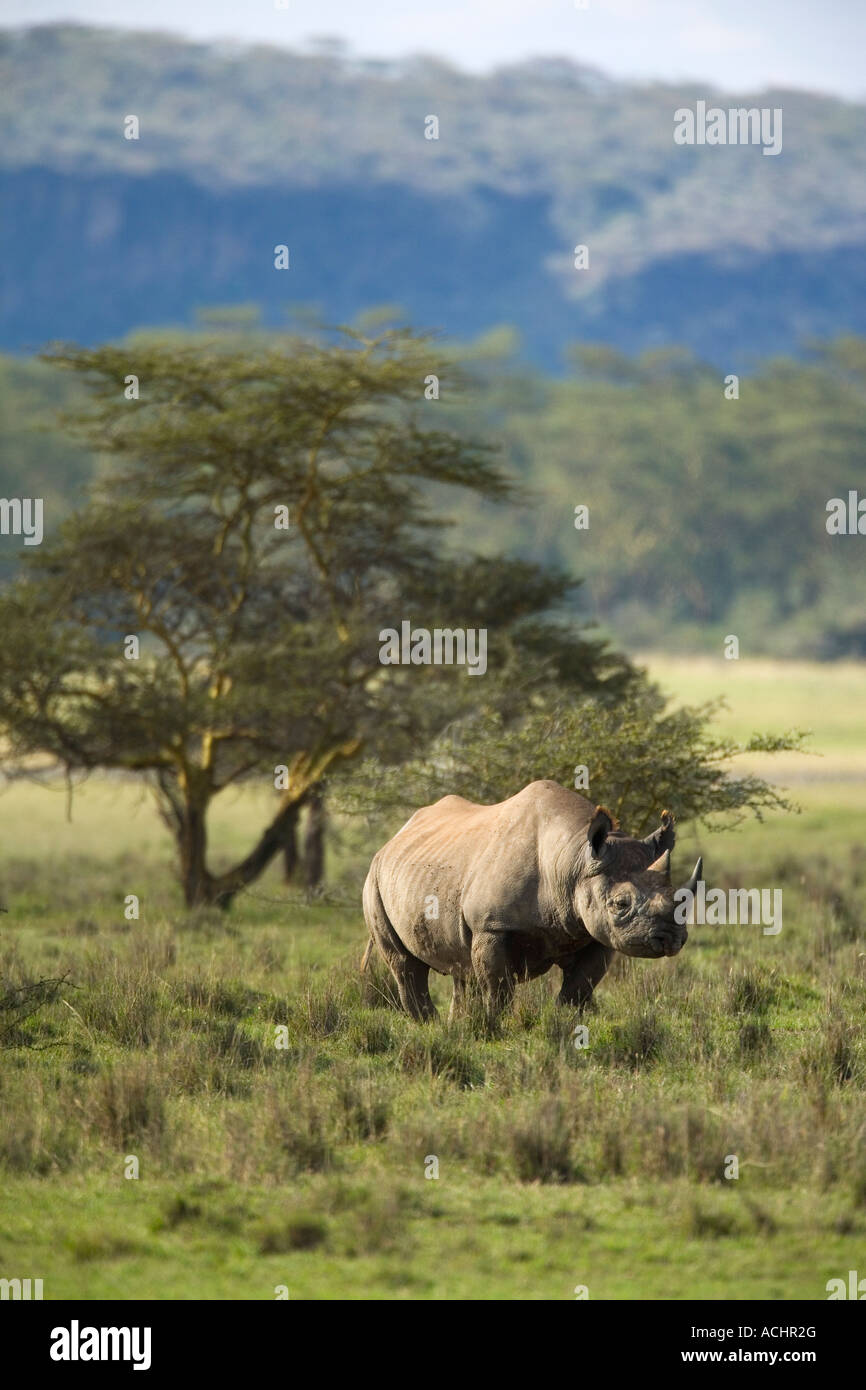Rinoceronte nero Diceros simum Lake Nakuru National Park Kenya Africa orientale Foto Stock