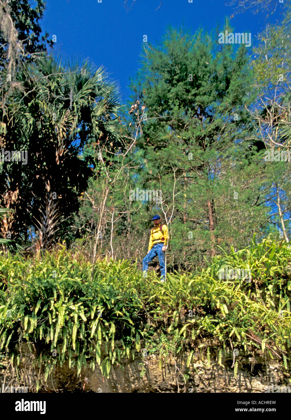 Florida escursionismo escursionista sulla scogliera con alberi di pino e di felci Foto Stock