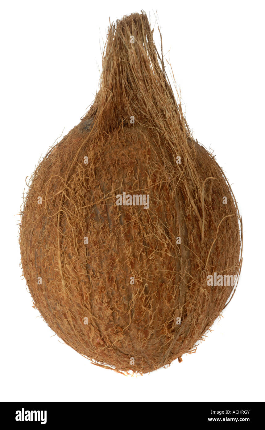 Noce di cocco Foto Stock