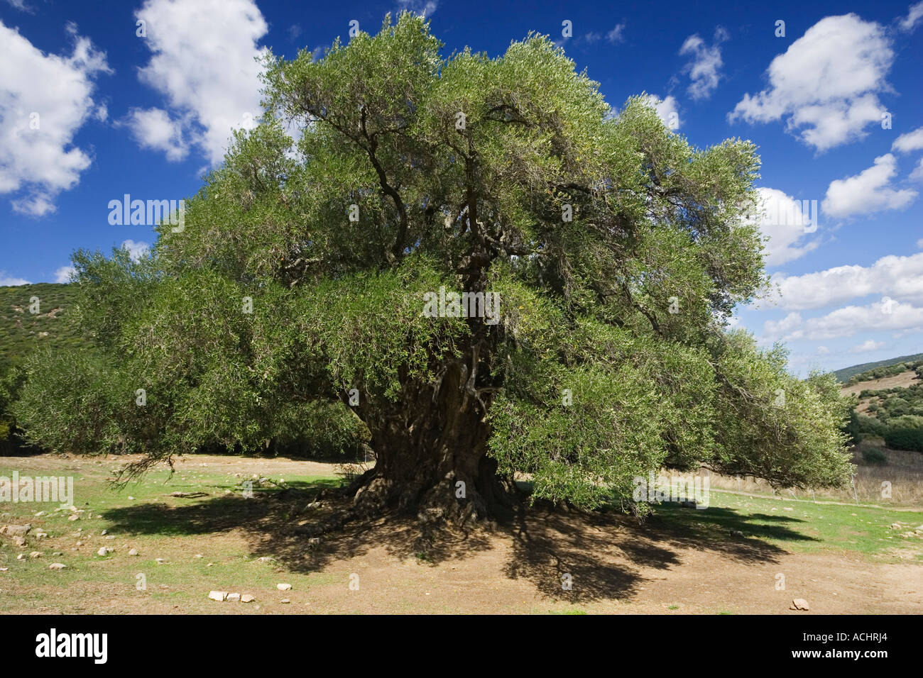 Tre mila anni vecchio Olivo, olivastri millenari, Sardegna, Italia Foto Stock