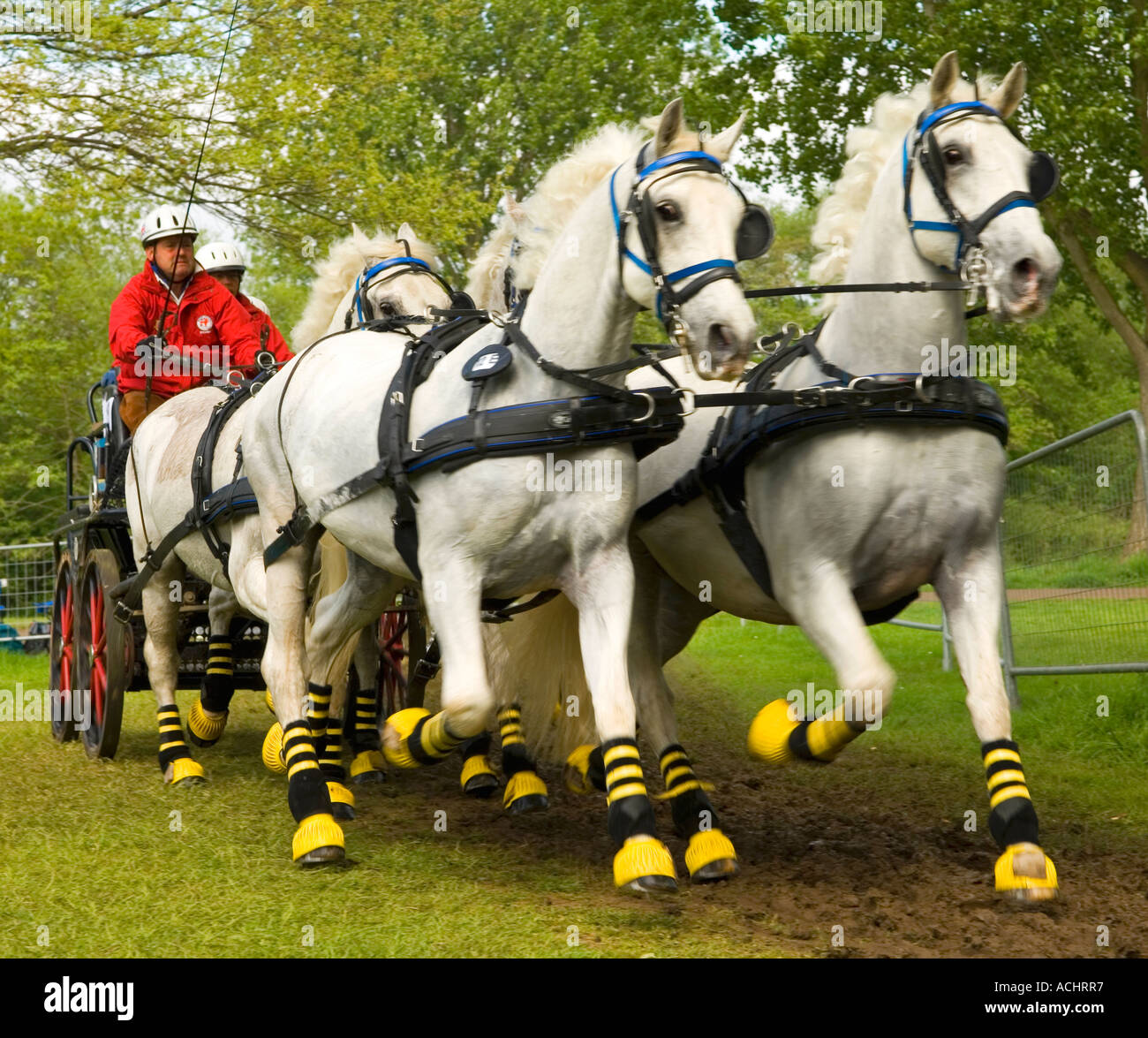 Quattro in mano al team di carrozza a concorrenza al Royal Windsor Horse Show 2006 Foto Stock
