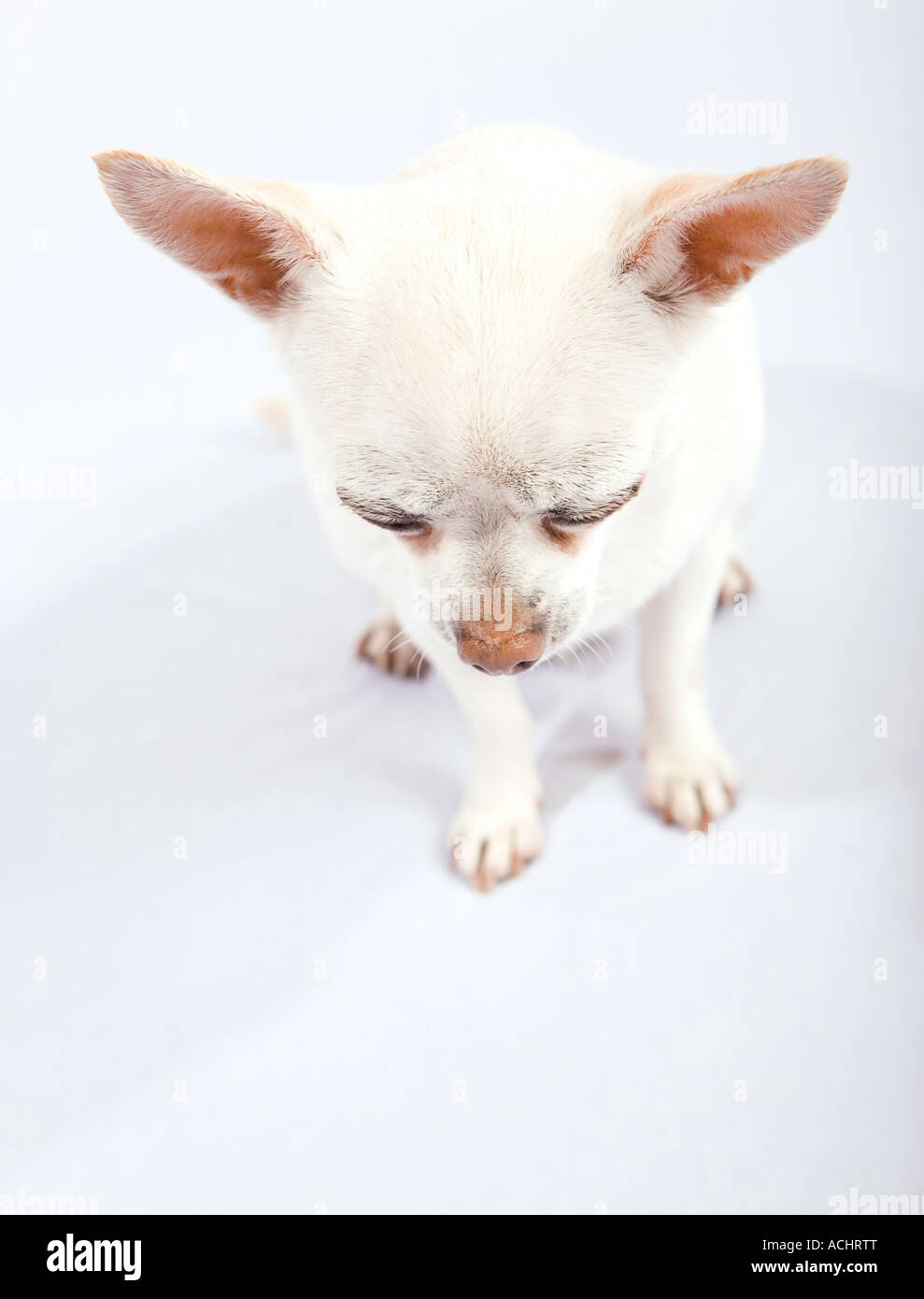 Bianco, a pelo corto chihuahua Foto Stock