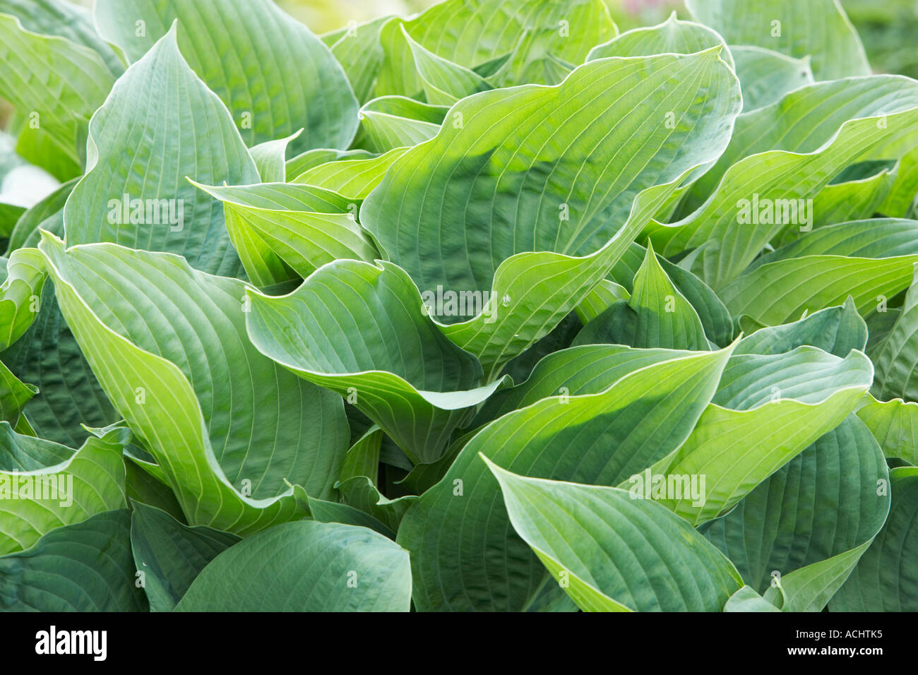 Giardino Holehird Hosta Snowden Foto Stock