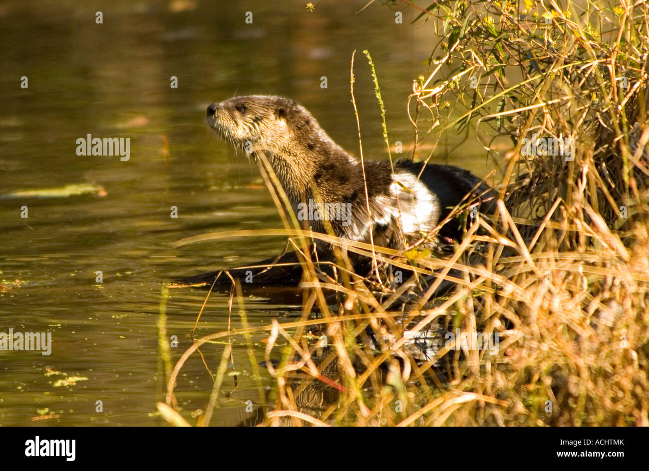 Lontra di fiume in piedi sul creek bank flroida wildlife specie in via di estinzione Foto Stock